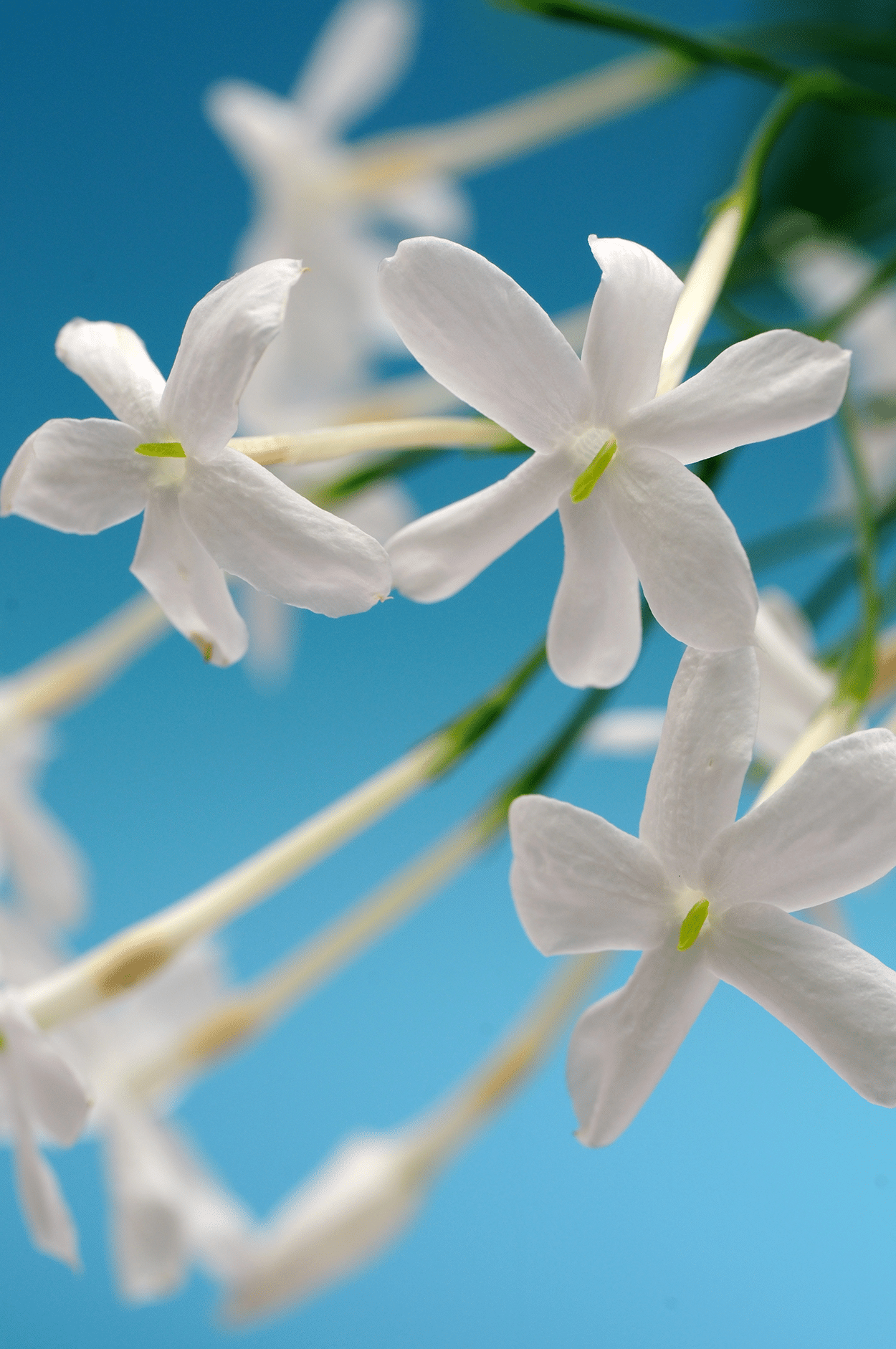 Jasmine in Cocktails: How to Use This Fragrant Flower Safely and Deliciously 2 Edible Jasmine Flowers