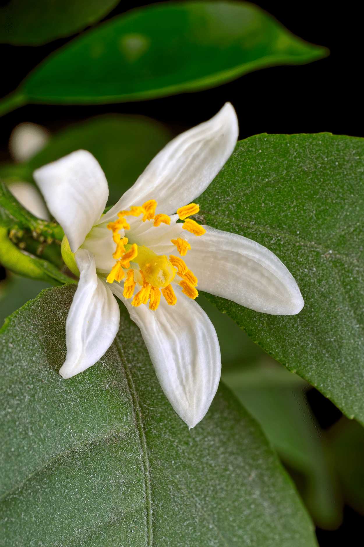 How to Use Citrus Blossoms in Cocktails 4 Lemon Blossoms