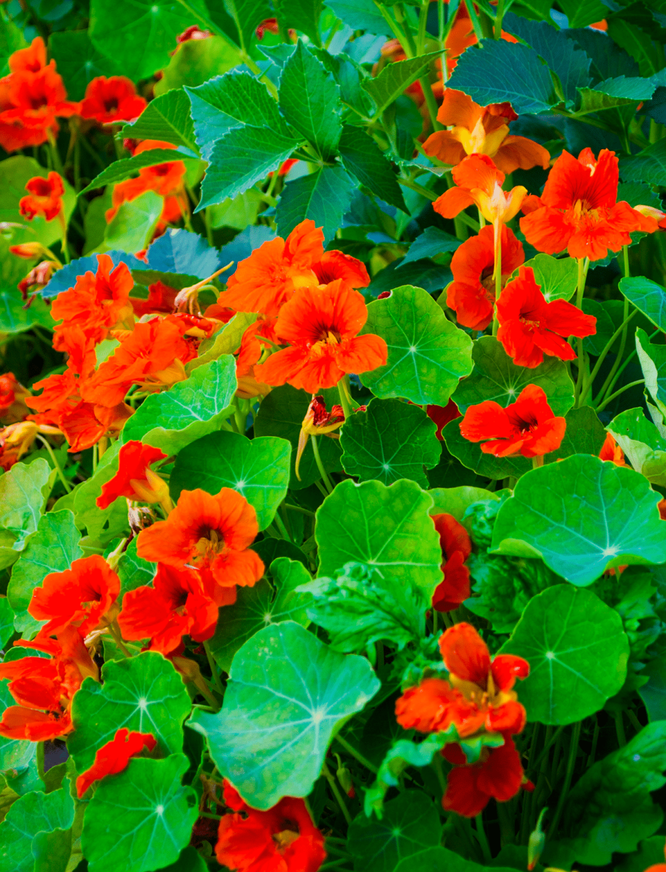 The Ultimate Guide to Using Fresh Herbs in Cocktails 32 Nasturtium Edible Flowers