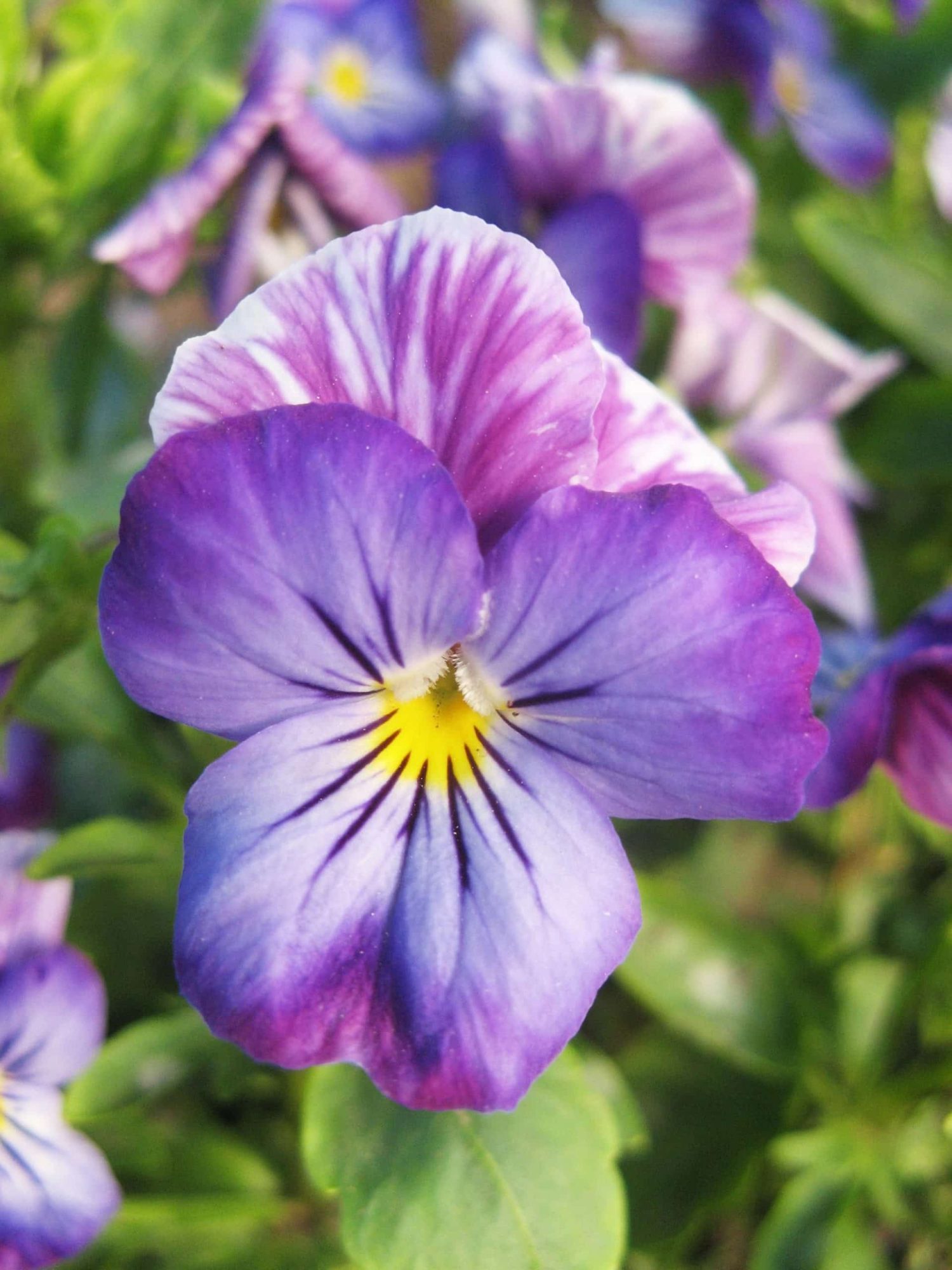 Pansies & Violas in Cocktails: A Pretty (and Edible) Pour 6 Pansies
