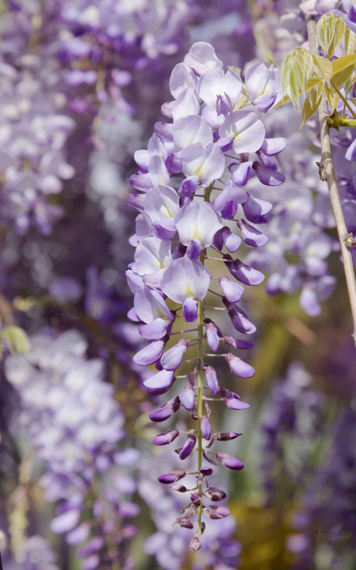 Wisteria in Cocktails: How to Safely Use These Stunning Blooms 4 Wisteria
