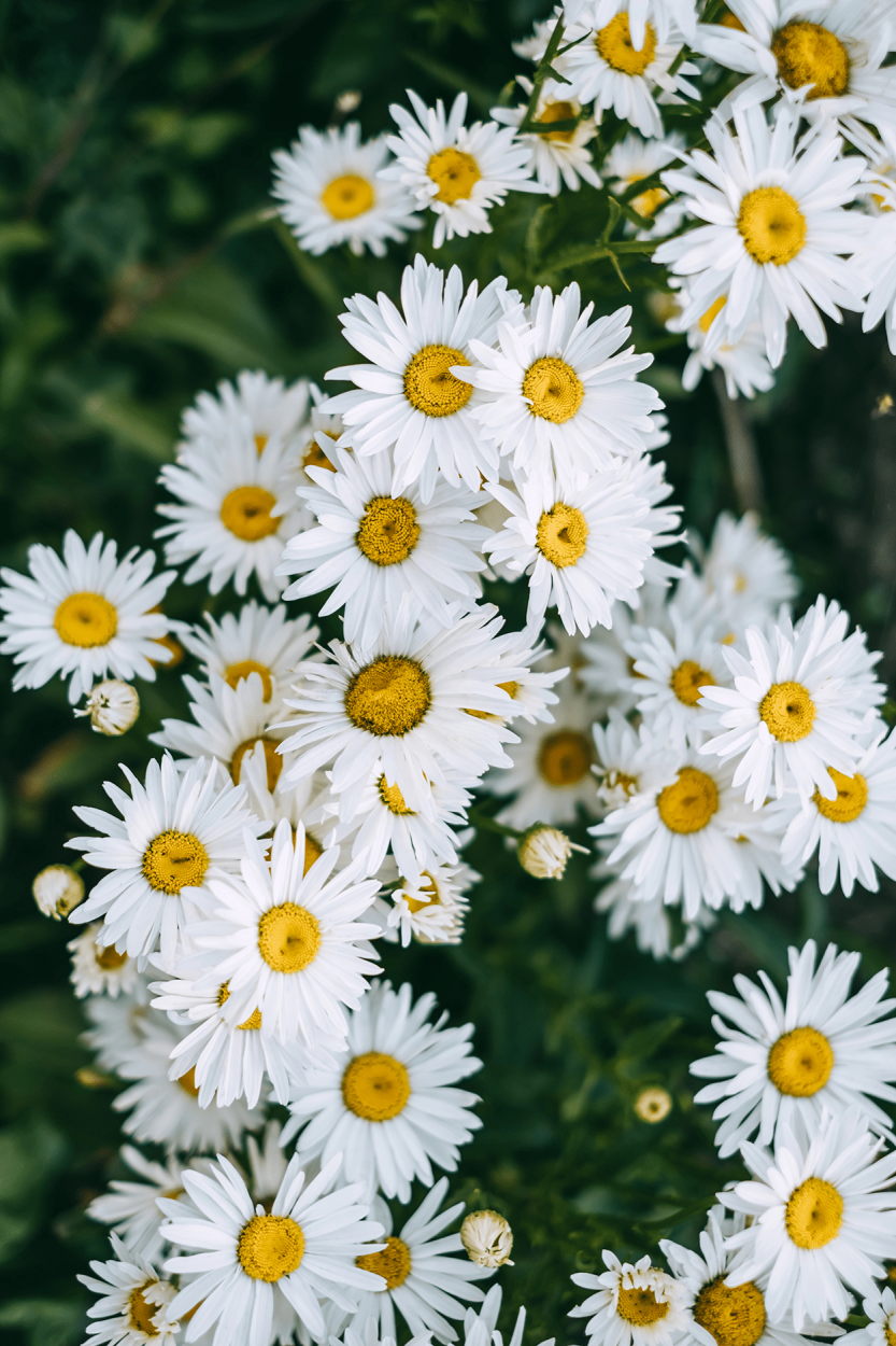 The Ultimate Guide to Using Fresh Herbs in Cocktails 12 Camomile Flowers