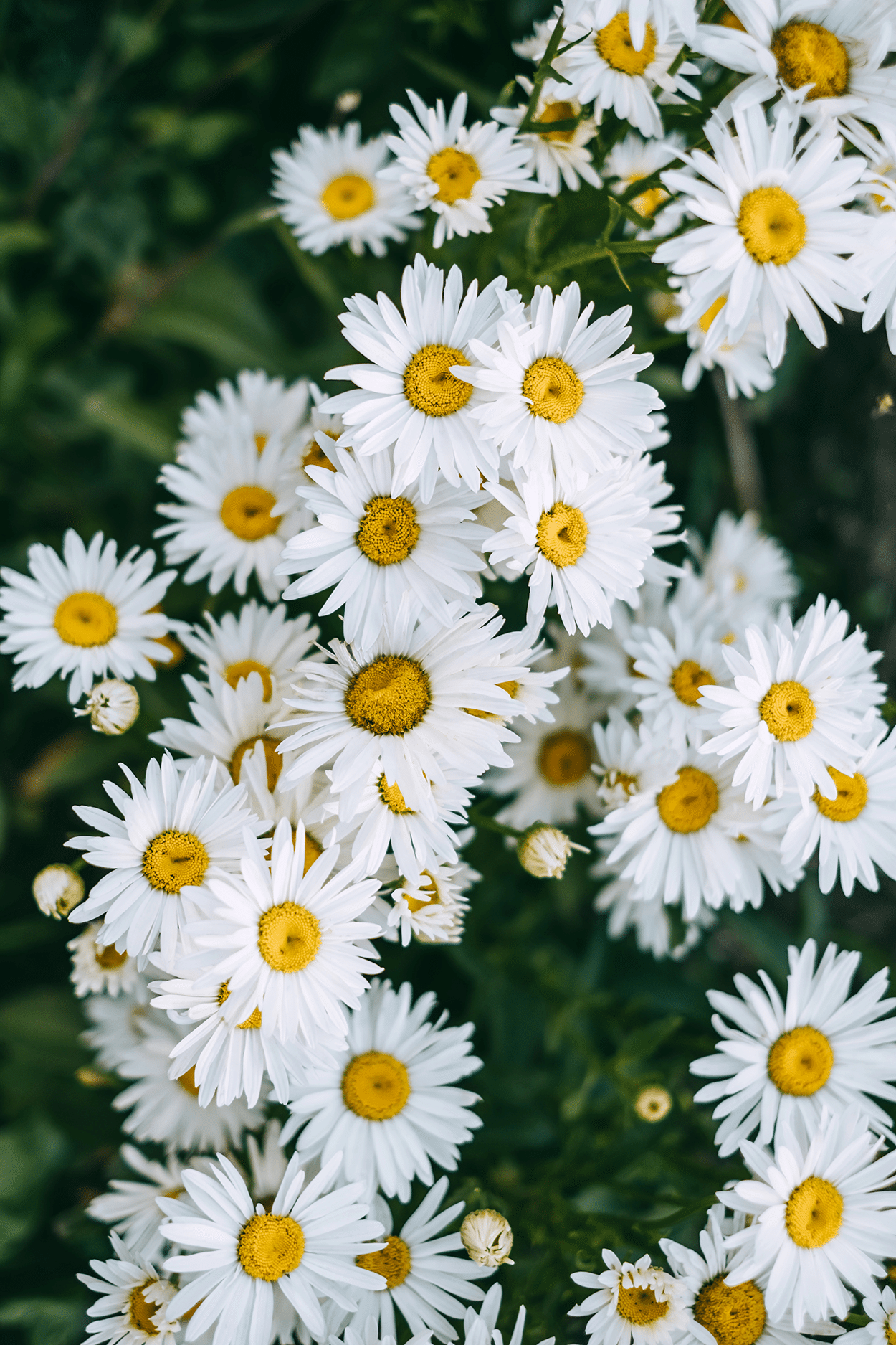 Chamomile in Cocktails: A Calming Floral Favorite 4 Camomile Flowers
