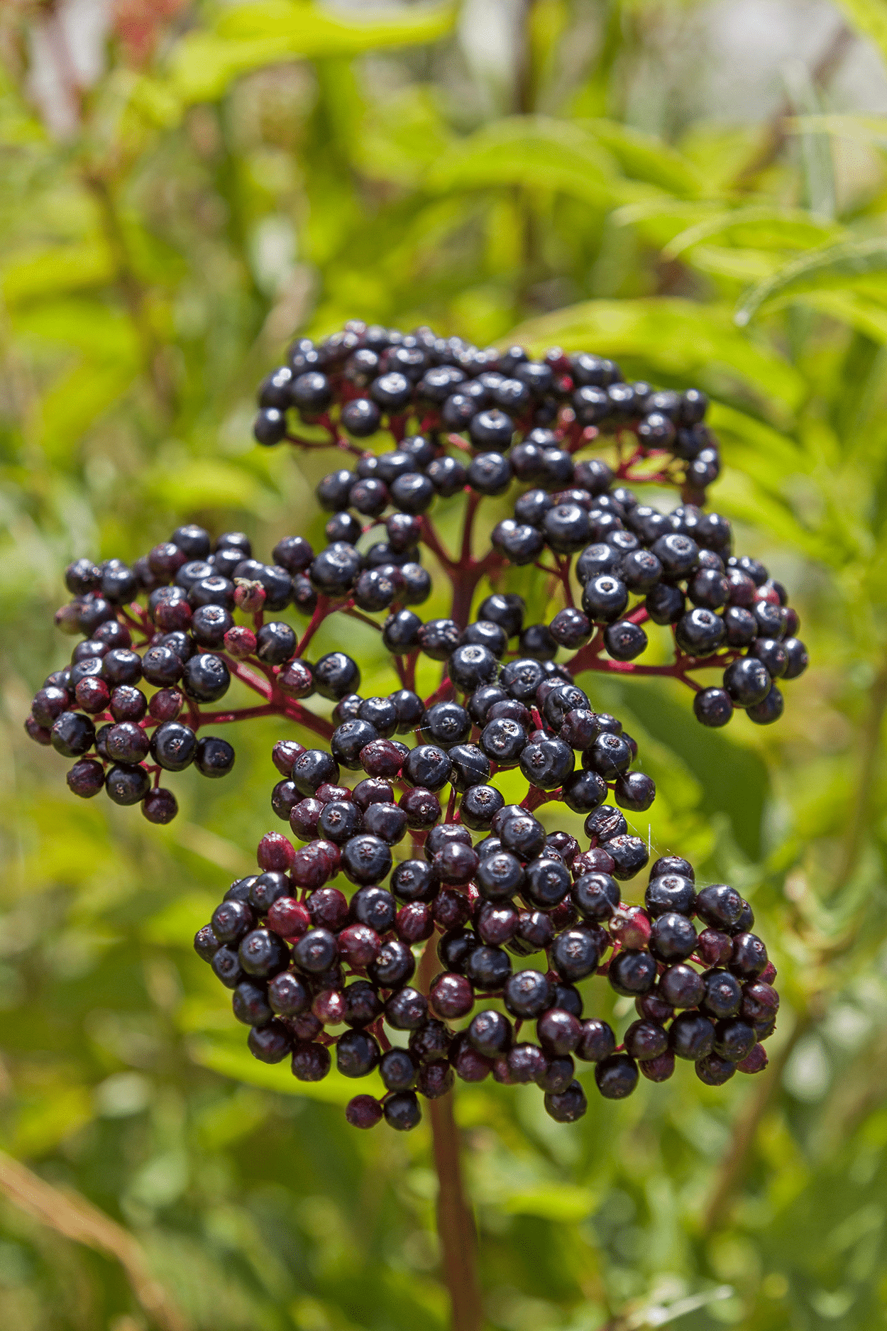 Elderflower & Elderberry in Cocktails: What You Need to Know 4 Elderberries in cocktails