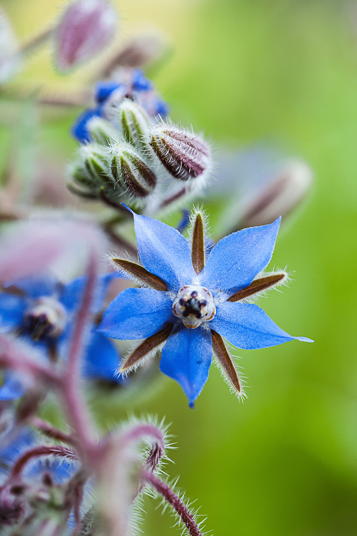 Borage in Cocktails: Cool, Crisp, and Naturally Stunning 5 Borage flowers