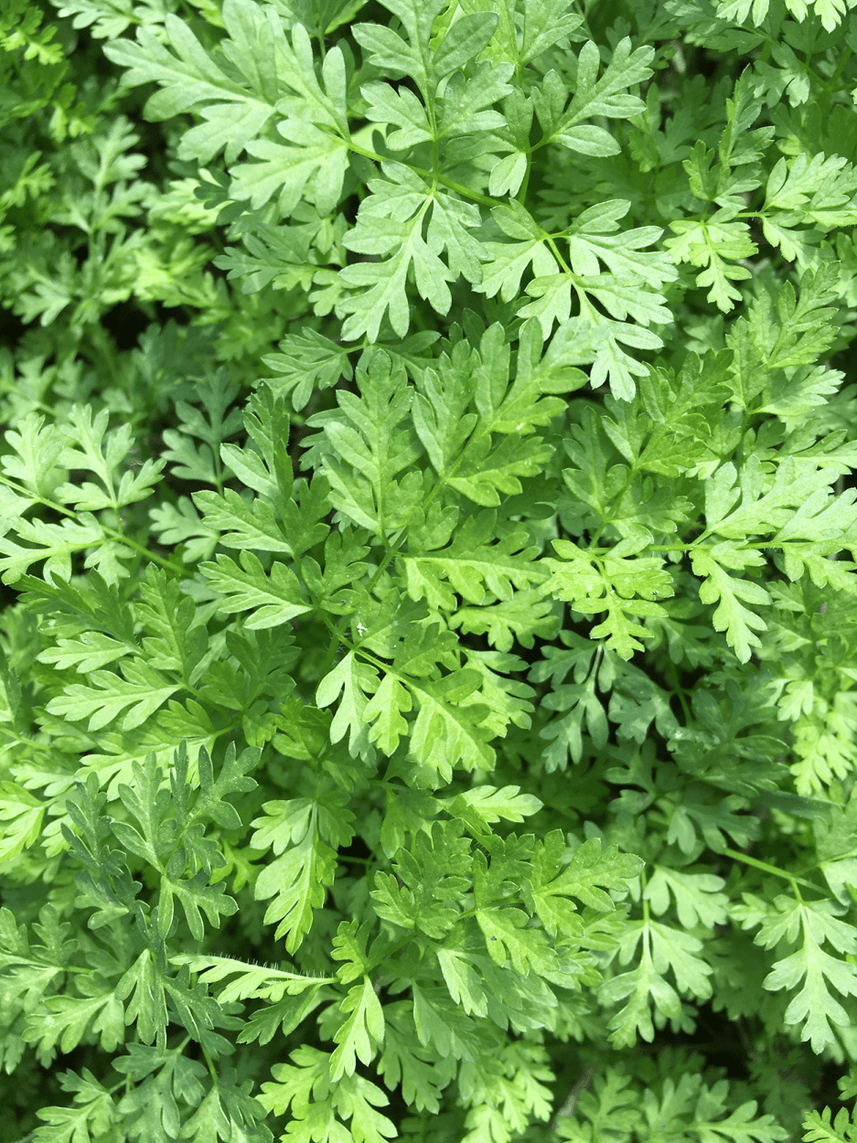 The Ultimate Guide to Using Fresh Herbs in Cocktails 18 fresh Chervil herbs