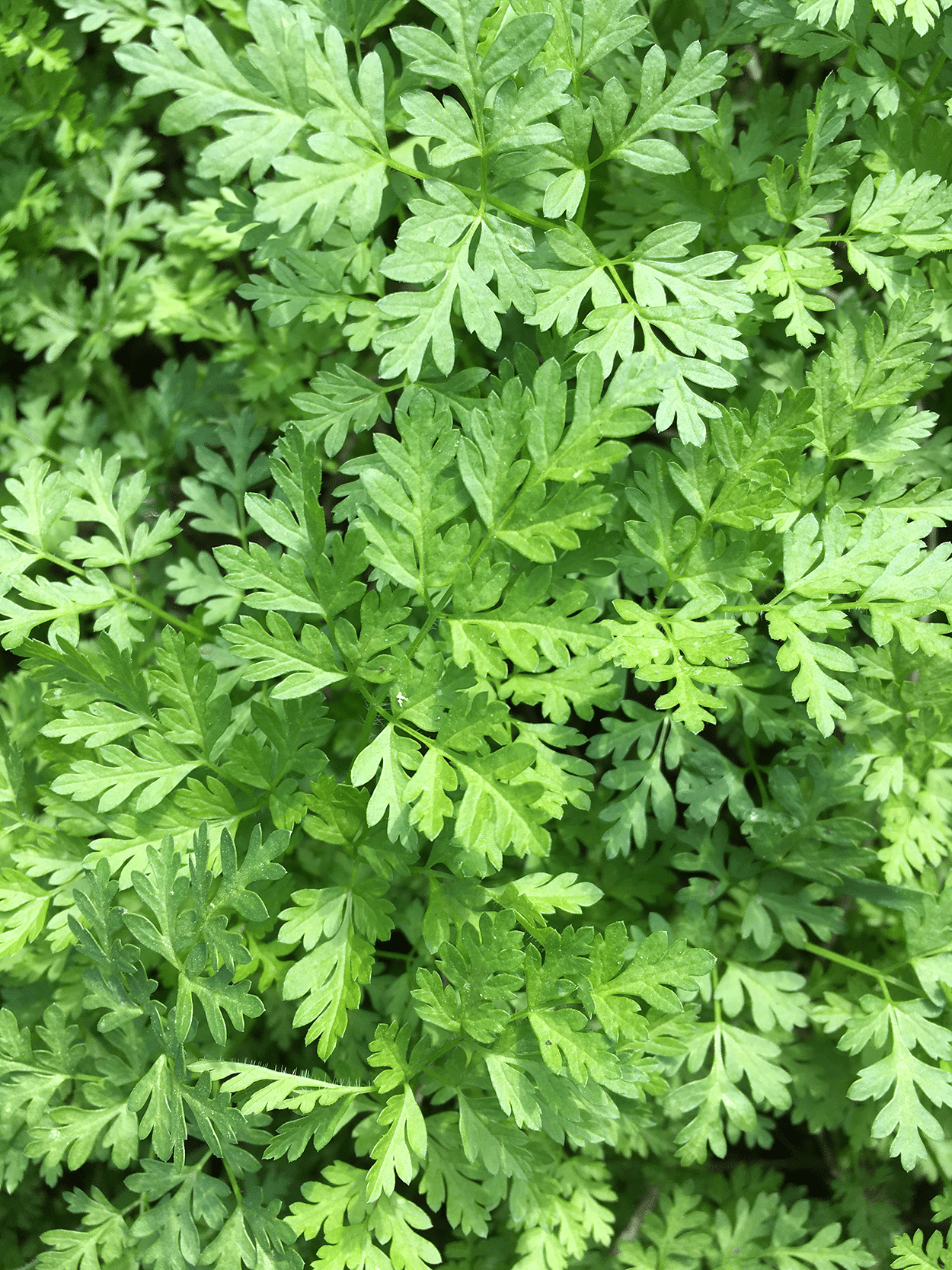 Chervil in Cocktails: Delicate, Elegant, and Lightly Anise-Flavored 2 fresh Chervil herbs