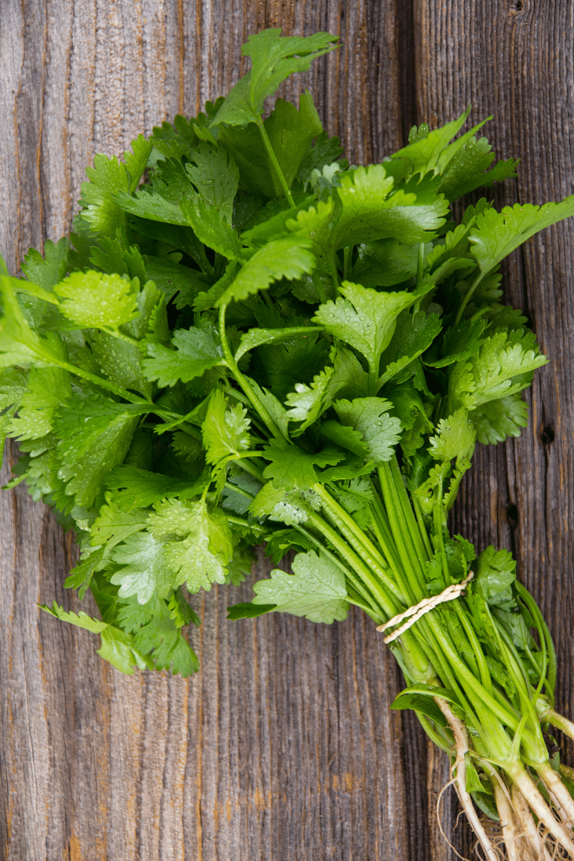 The Ultimate Guide to Using Fresh Herbs in Cocktails 9 Fresh Cilantro
