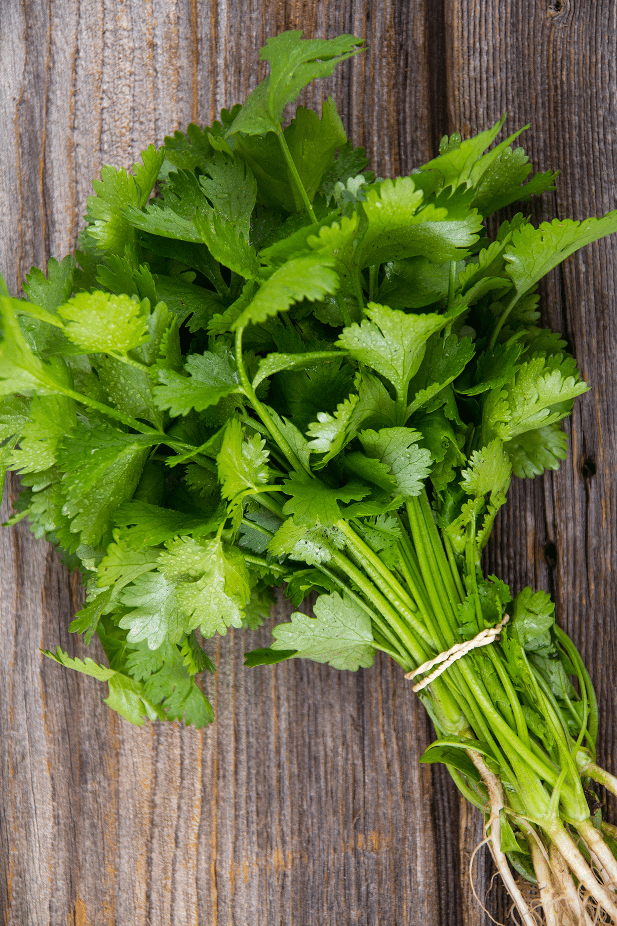 Cilantro in Cocktails: Zesty, Bold, and Full of Personality 2 Fresh Cilantro