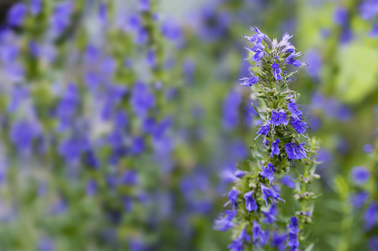The Ultimate Guide to Using Fresh Herbs in Cocktails 20 Hyssop