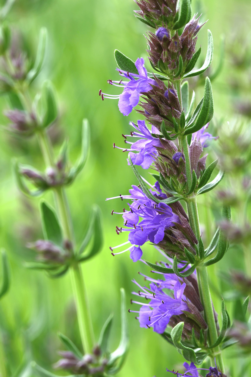 Hyssop in Cocktails: Minty, Bold, and Beautifully Bitter 1 Hyssop