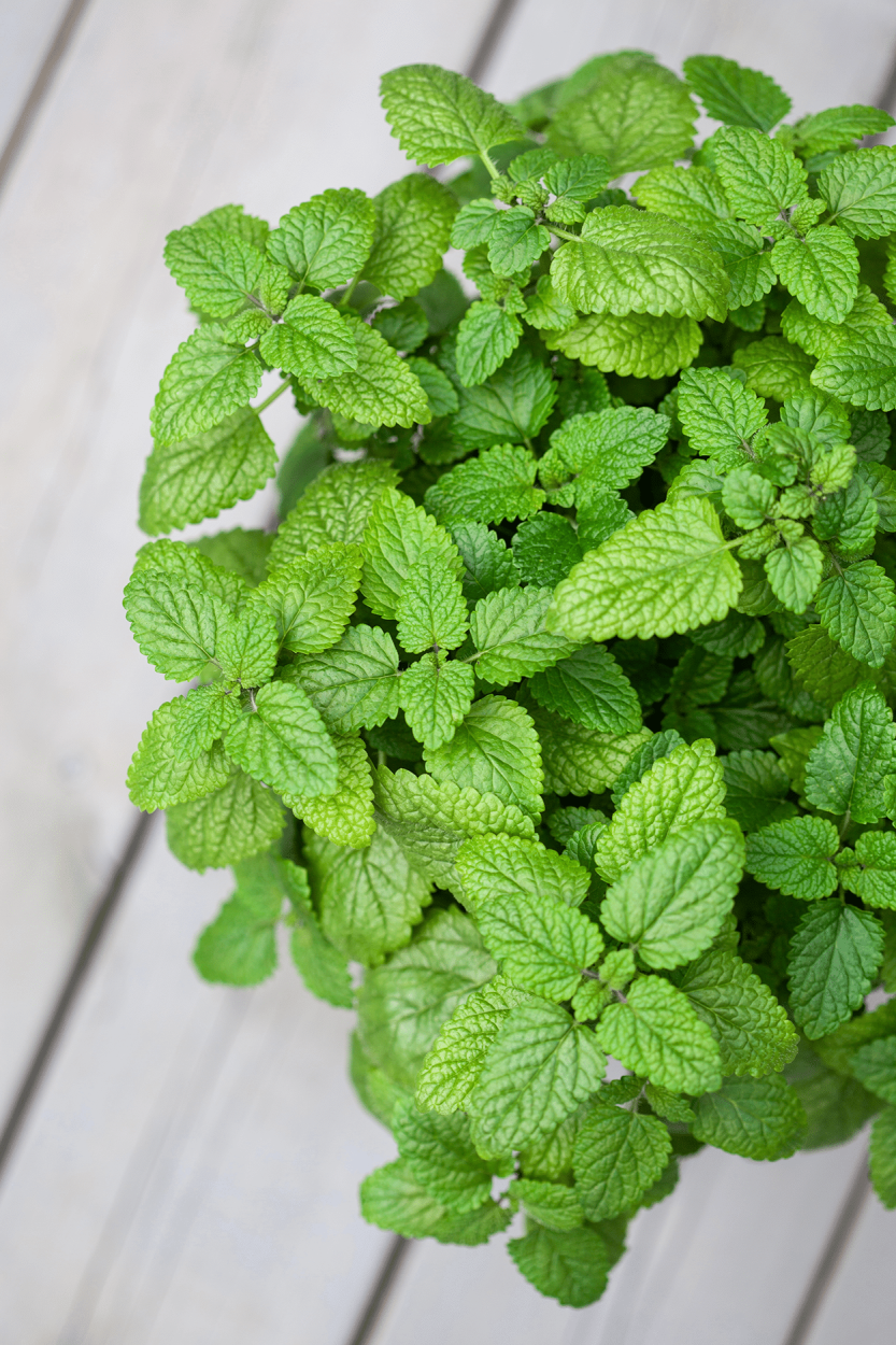 The Ultimate Guide to Using Fresh Herbs in Cocktails 21 Lemon Balm