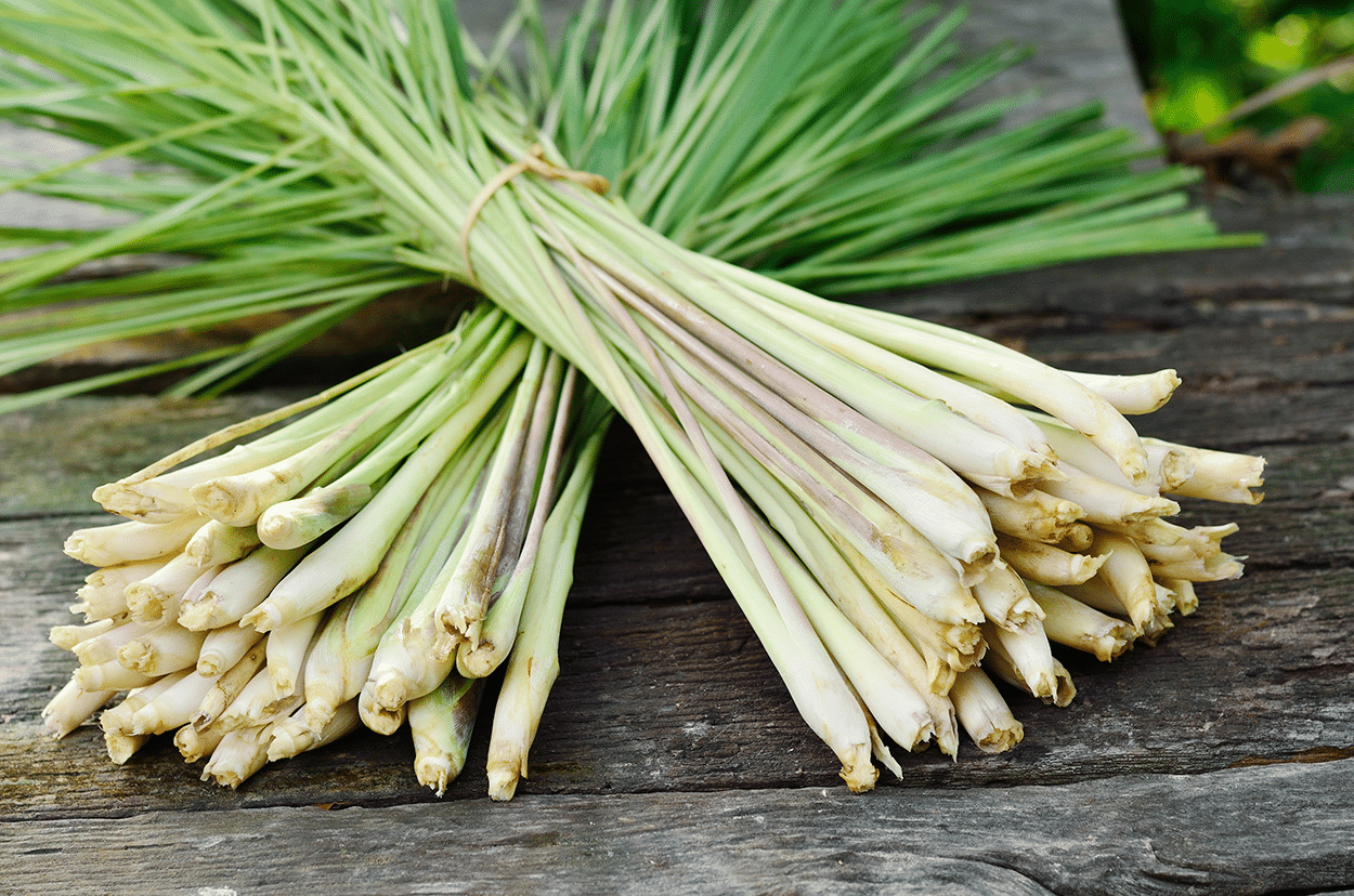 The Ultimate Guide to Using Fresh Herbs in Cocktails 8 Lemongrass