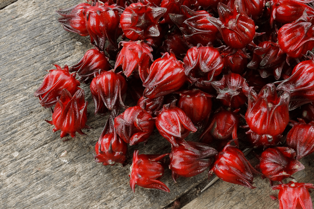 How to Use Hibiscus Flowers in Cocktails (Safely & Deliciously!) 4 Hibiscus sabdariffa