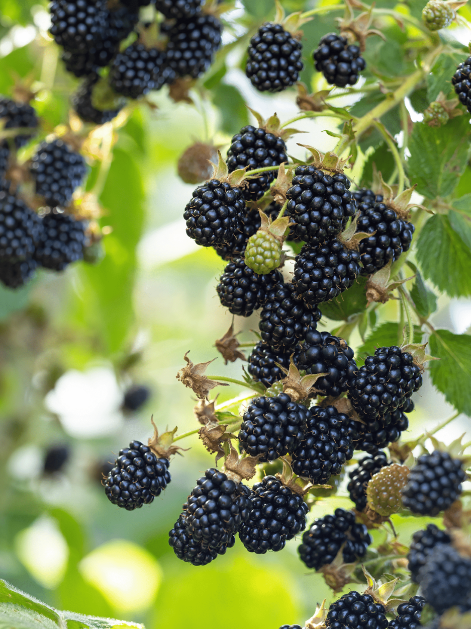 Best Fruits for Cocktails: Flavor Pairings, Liquor Matches, and Seasonal Tips 8 Blackberries