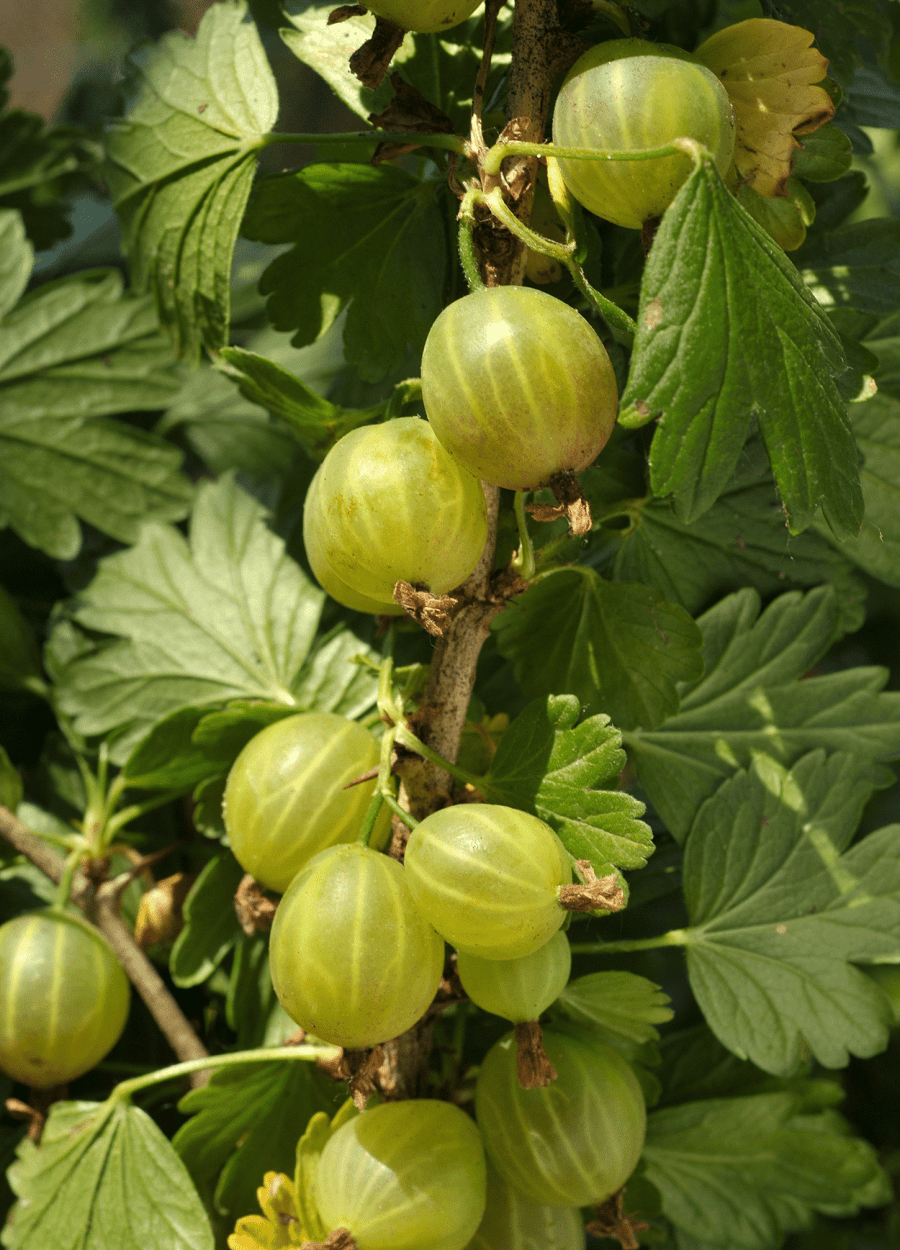 Best Fruits for Cocktails: Flavor Pairings, Liquor Matches, and Seasonal Tips 34 Gooseberries