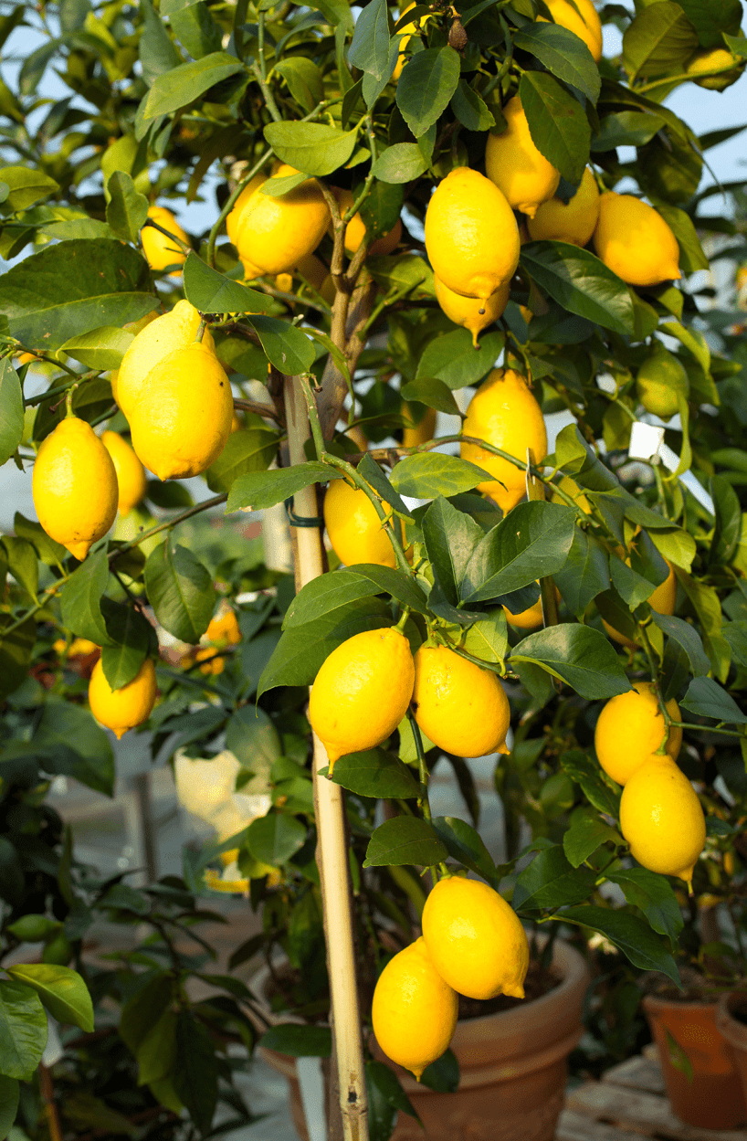 Best Fruits for Cocktails: Flavor Pairings, Liquor Matches, and Seasonal Tips 3 Lemons