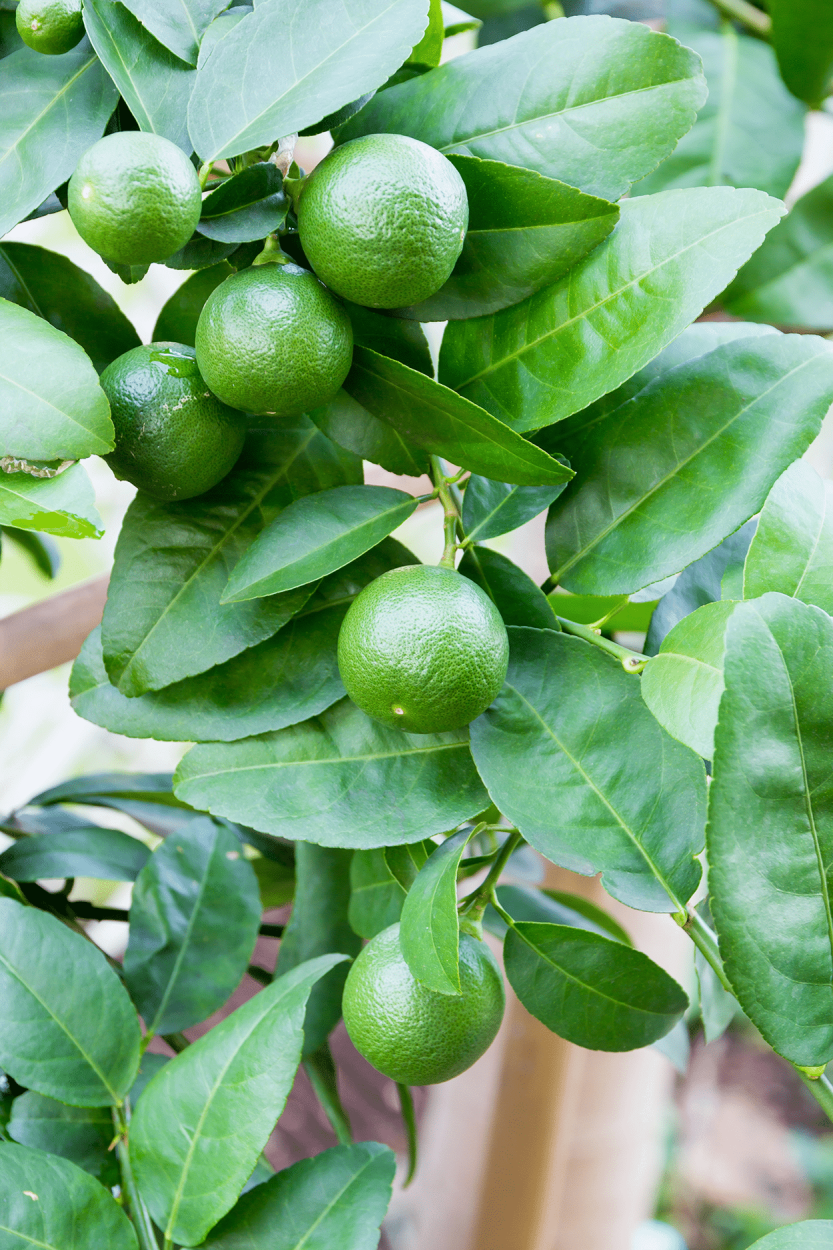 Best Fruits for Cocktails: Flavor Pairings, Liquor Matches, and Seasonal Tips 2 Limes
