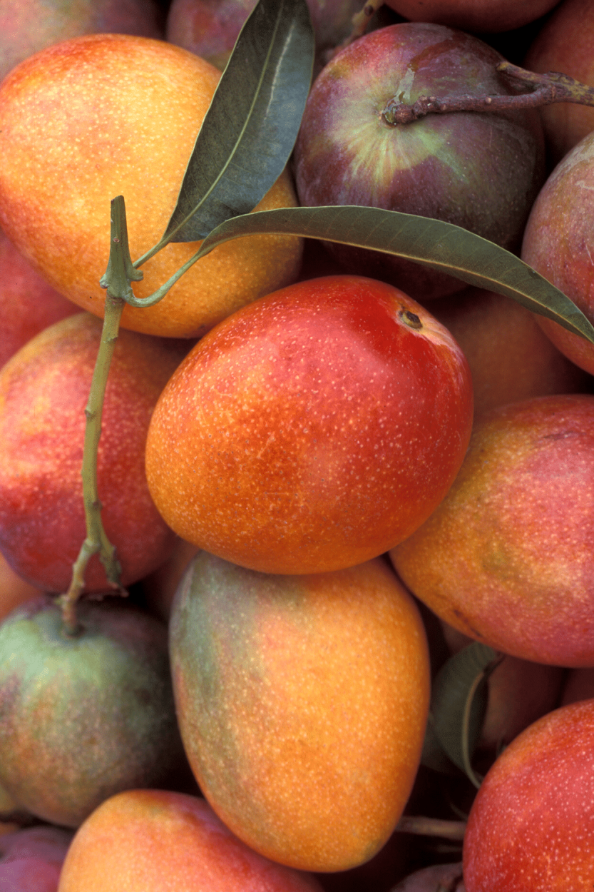Best Fruits for Cocktails: Flavor Pairings, Liquor Matches, and Seasonal Tips 12 Mangos