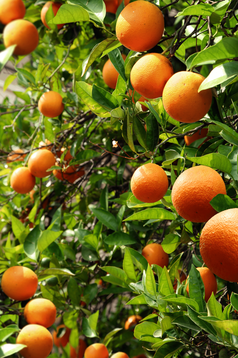 Best Fruits for Cocktails: Flavor Pairings, Liquor Matches, and Seasonal Tips 4 Oranges