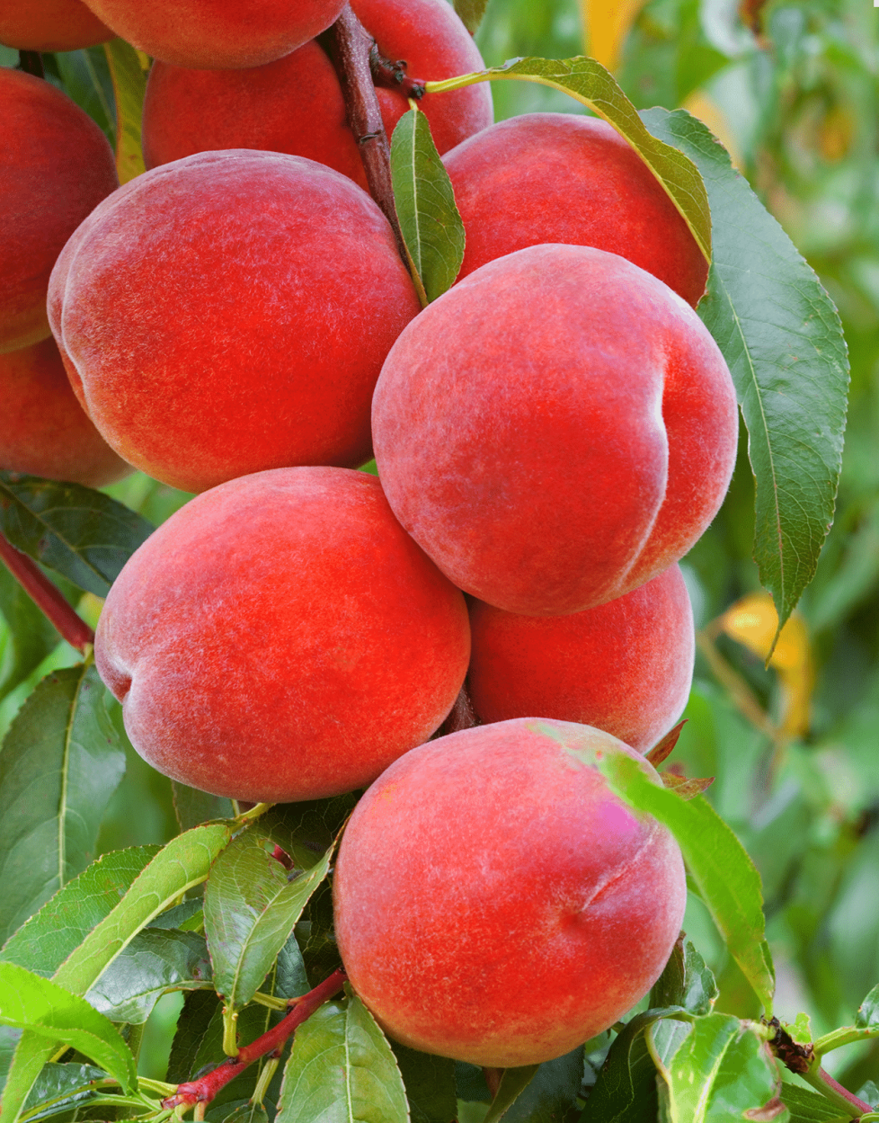 Best Fruits for Cocktails: Flavor Pairings, Liquor Matches, and Seasonal Tips 16 Peaches