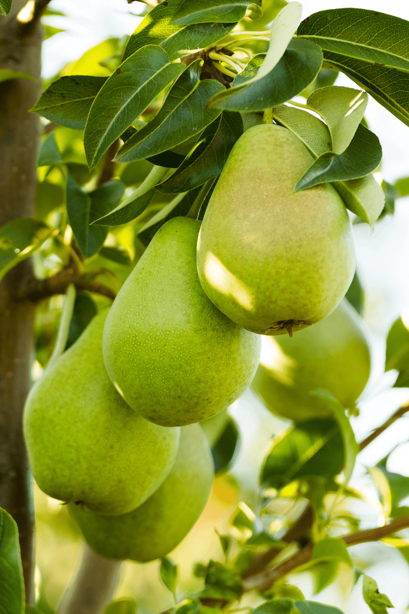 Best Fruits for Cocktails: Flavor Pairings, Liquor Matches, and Seasonal Tips 20 Pears