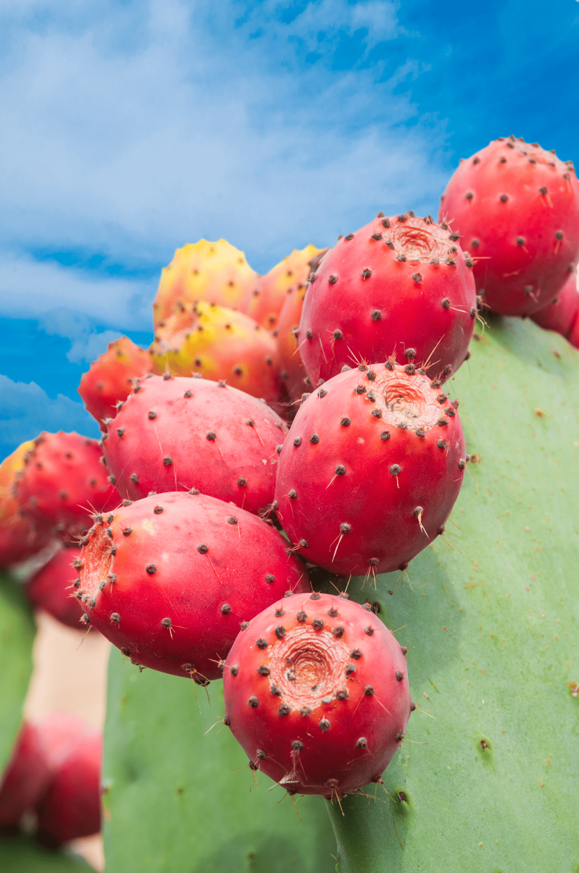 Best Fruits for Cocktails: Flavor Pairings, Liquor Matches, and Seasonal Tips 32 Prickly Pear