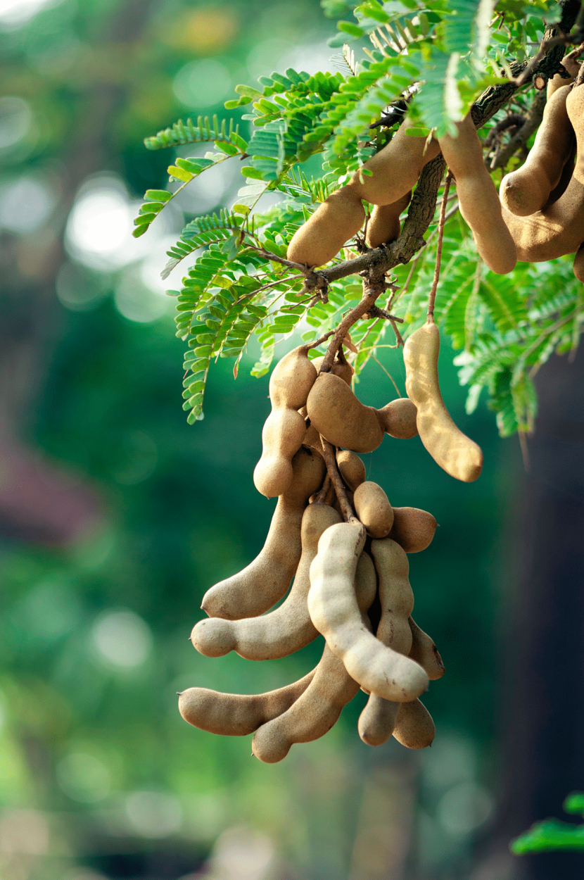 Best Fruits for Cocktails: Flavor Pairings, Liquor Matches, and Seasonal Tips 31 Tamarind fruits