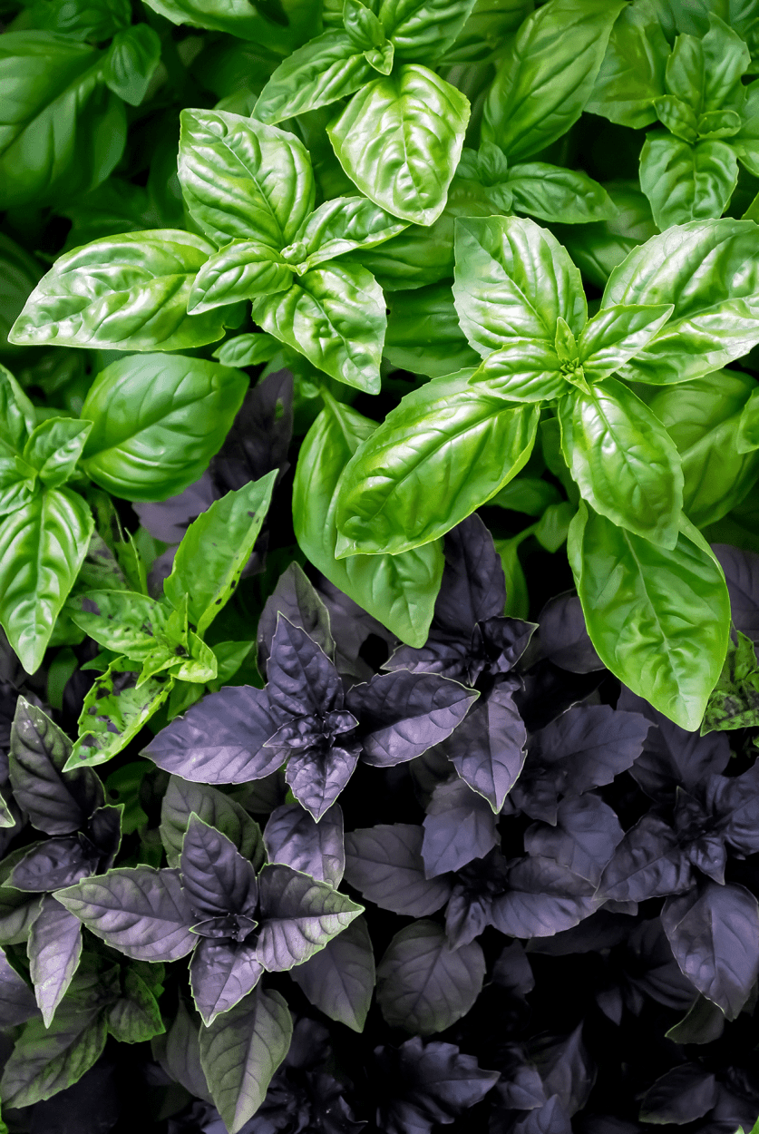 The Ultimate Guide to Using Fresh Herbs in Cocktails 3 Basil- green and purple