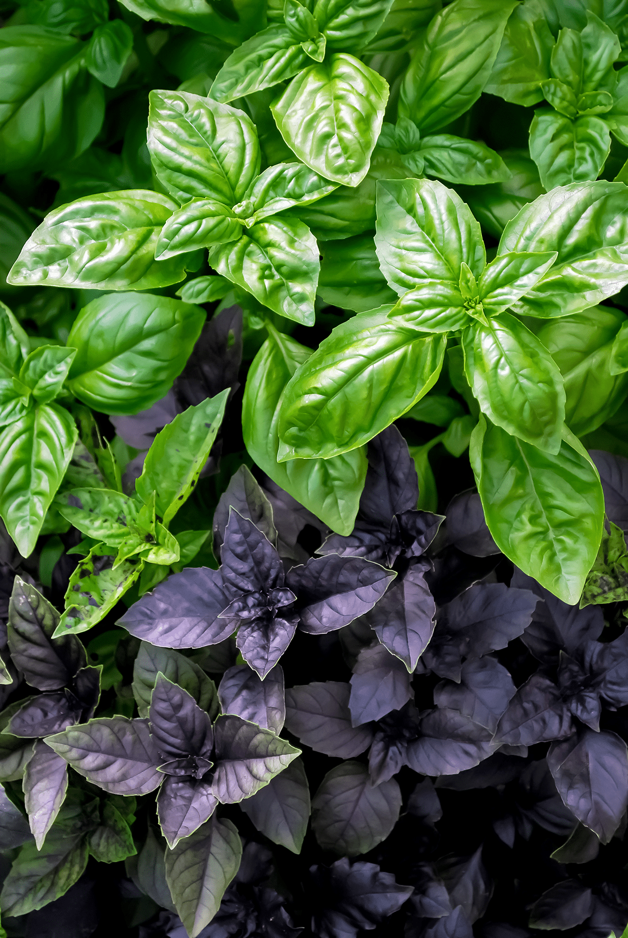 How to Use Basil in Cocktail Recipes 3 Basil- green and purple