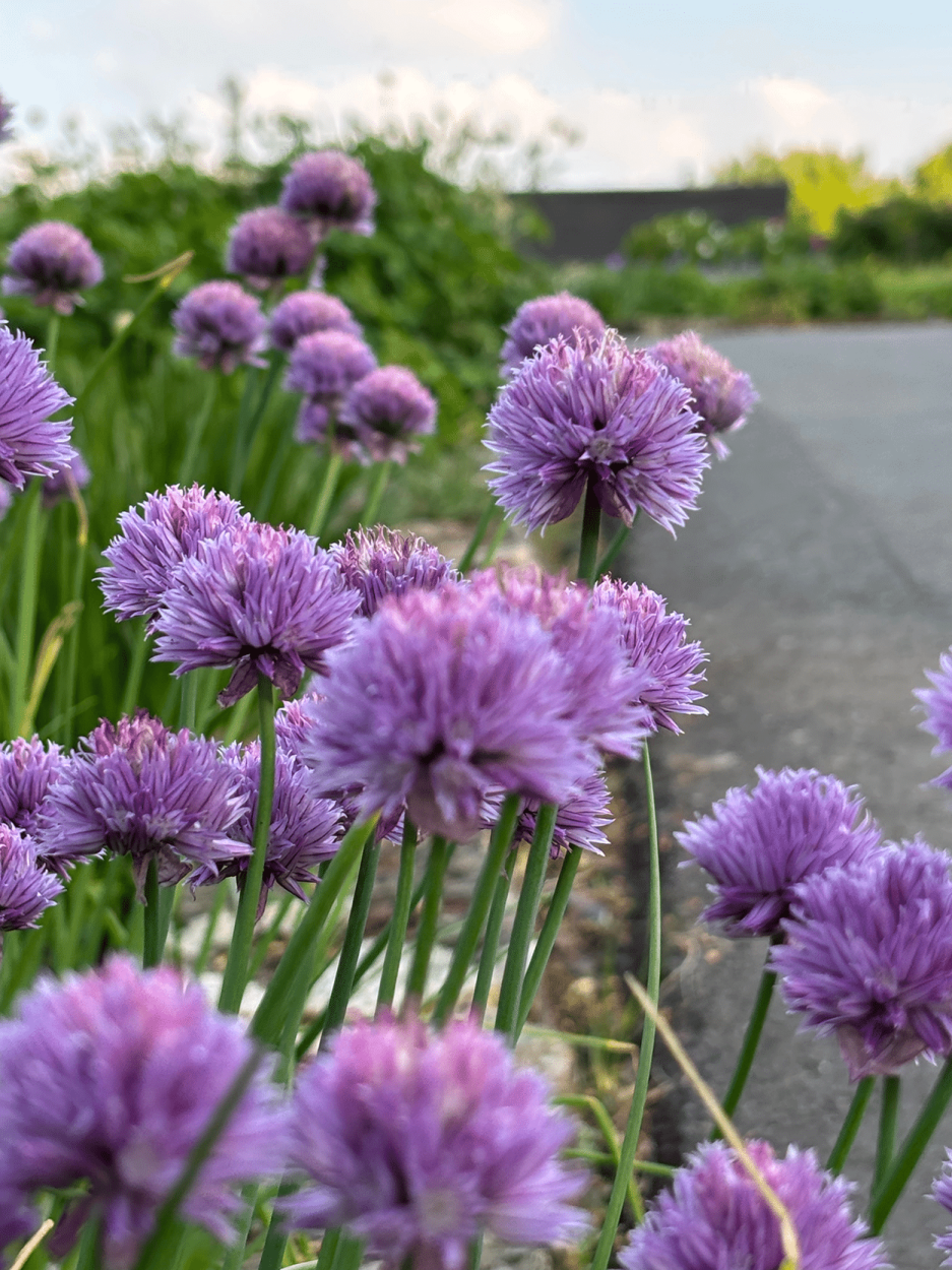 The Ultimate Guide to Using Fresh Herbs in Cocktails 27 Chive blossoms