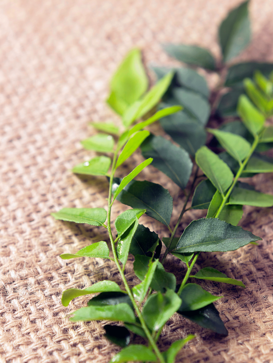 The Ultimate Guide to Using Fresh Herbs in Cocktails 24 Curry leaves
