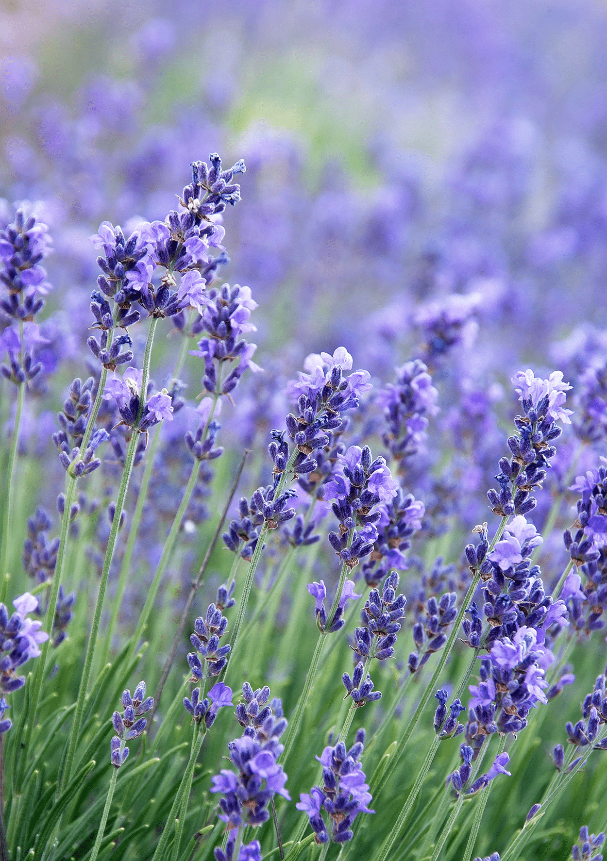 How to Use Lavender in Cocktails (Safely and Deliciously) 4 Lavender for cocktails