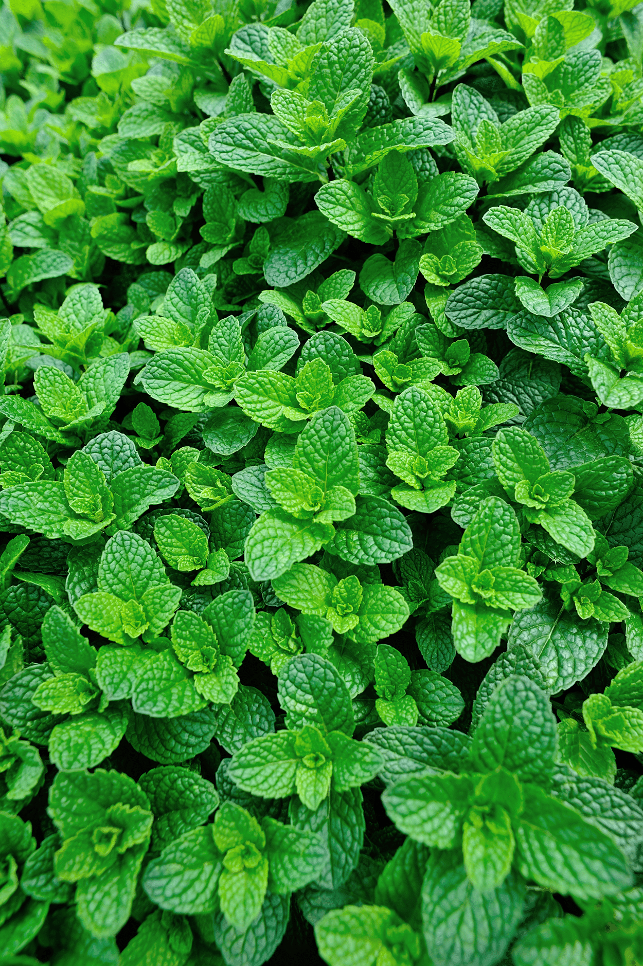 Mint in Cocktails: Fresh, Cool, and Classic 4 Mint cocktails