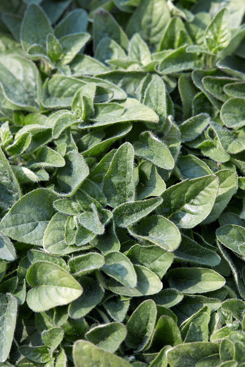 The Ultimate Guide to Using Fresh Herbs in Cocktails 15 Oregano