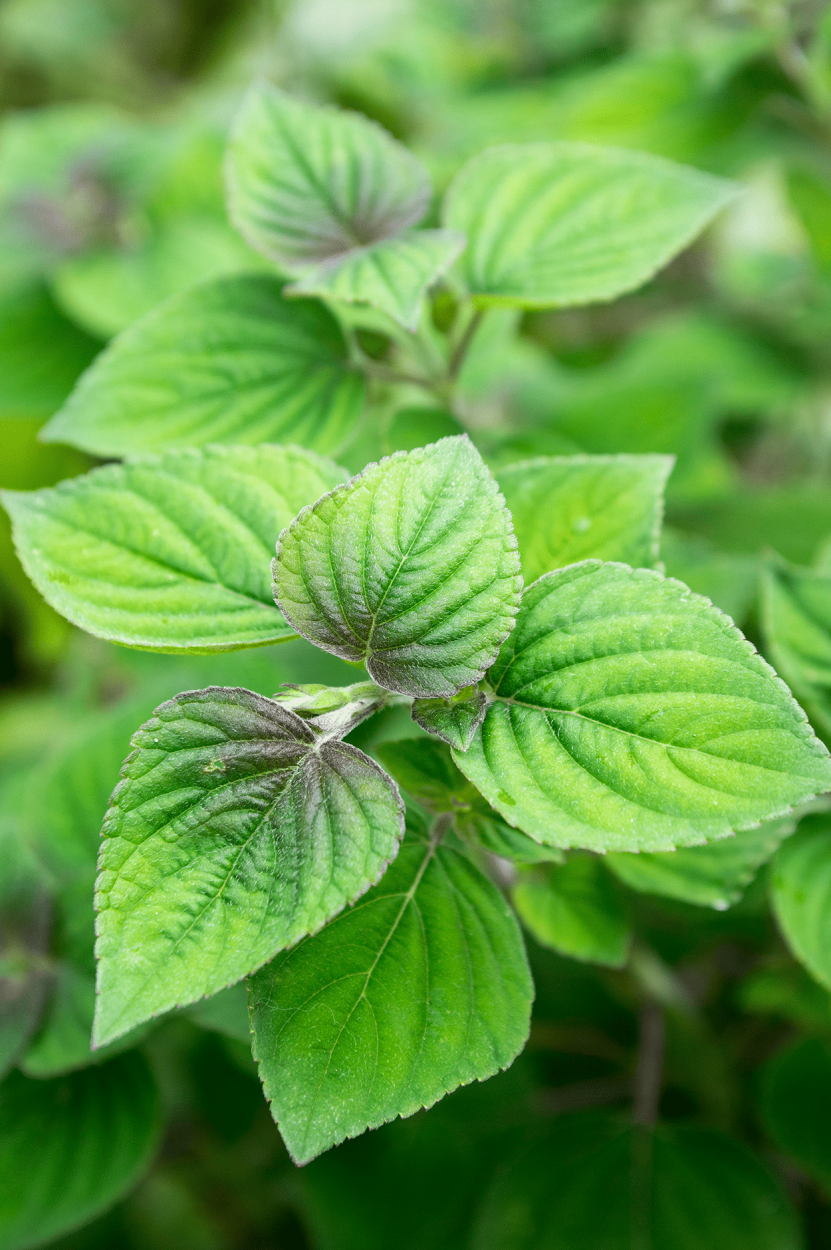 The Ultimate Guide to Using Fresh Herbs in Cocktails 22 Pineapple Sage