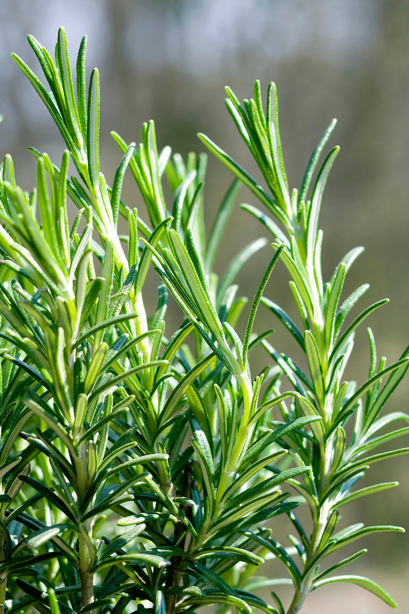 The Ultimate Guide to Using Fresh Herbs in Cocktails 4 Rosemary