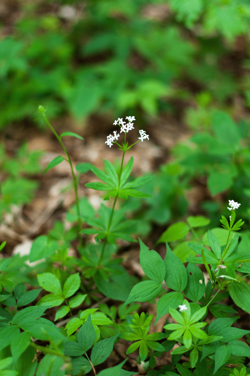 The Ultimate Guide to Using Fresh Herbs in Cocktails 26 Woodruff herb