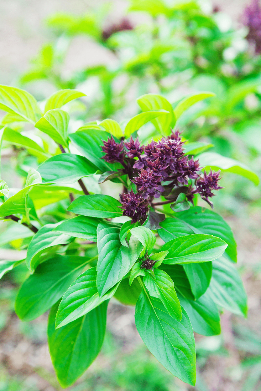 How to Use Basil in Cocktail Recipes 3 Thai Basil