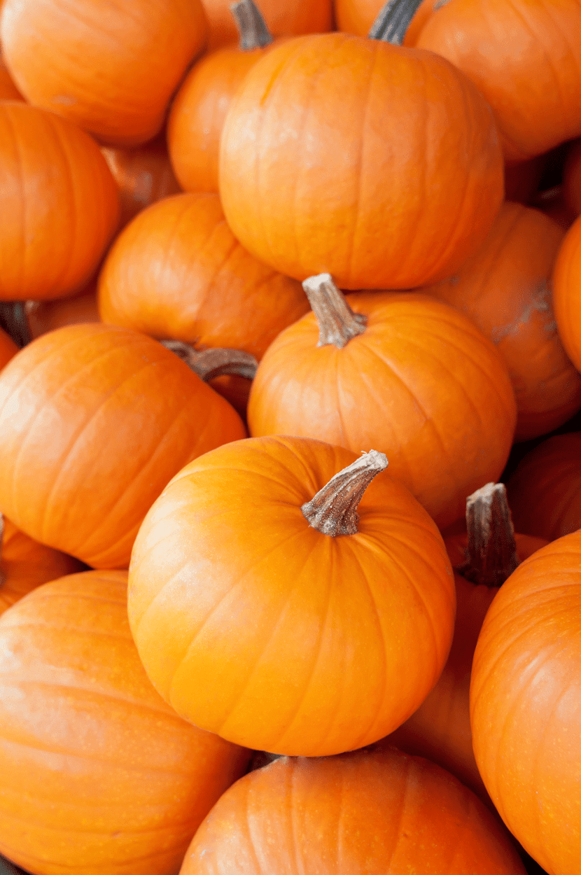 Fresh Pumpkin Simple Syrup 1 Sugar Pumpkins for Pumpkin Juice and Pumpkin Butter