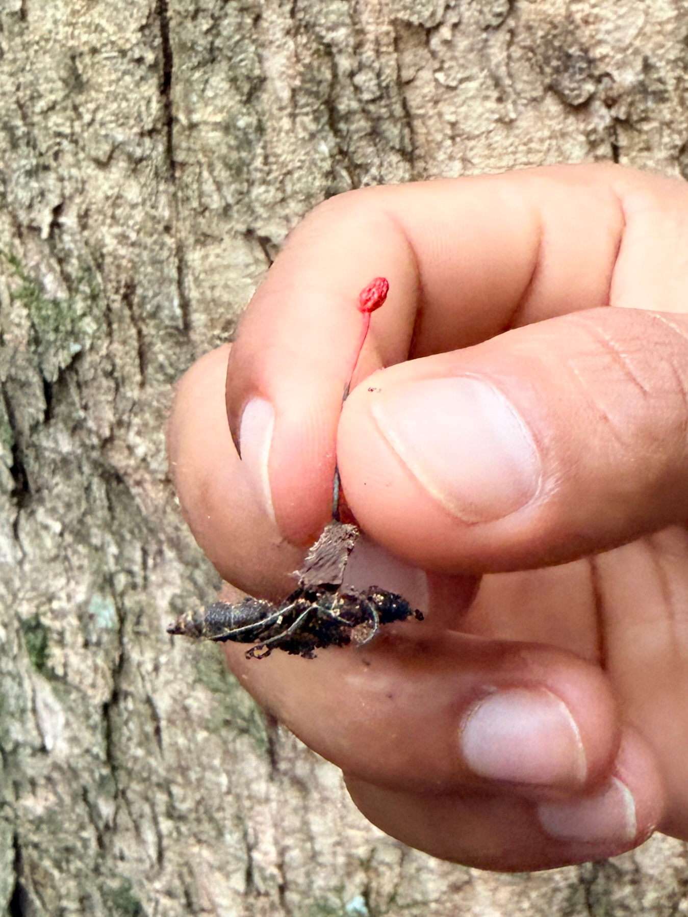 Exhaling in the Amazon: Finding a Floating Sanctuary on the Wild Napo 6 Zombie mushroom