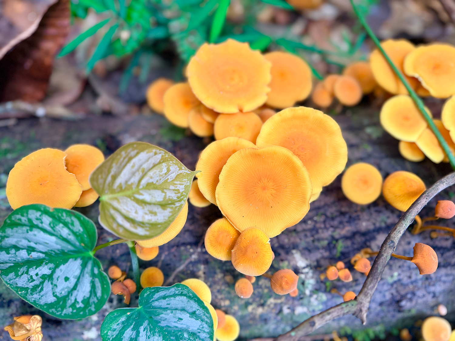 Exhaling in the Amazon: Finding a Floating Sanctuary on the Wild Napo 12 Vibrant mushrooms on the rainforest floor