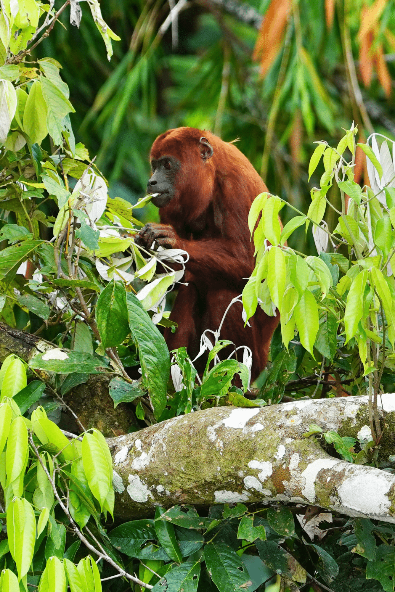 Exhaling in the Amazon: Finding a Floating Sanctuary on the Wild Napo 5 Red howler monkey