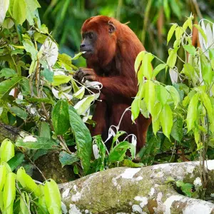 Red howler monkey